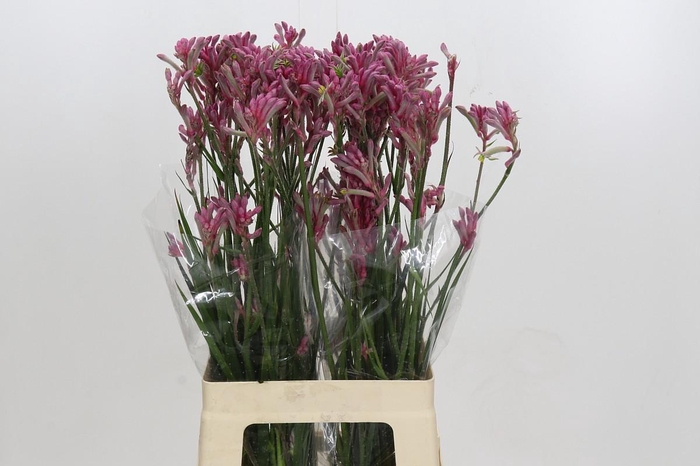 <h4>Anigozanthos Mini Pearl</h4>