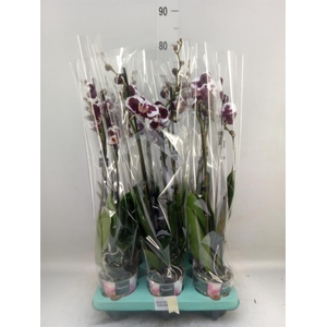 Phalaenopsis   ...