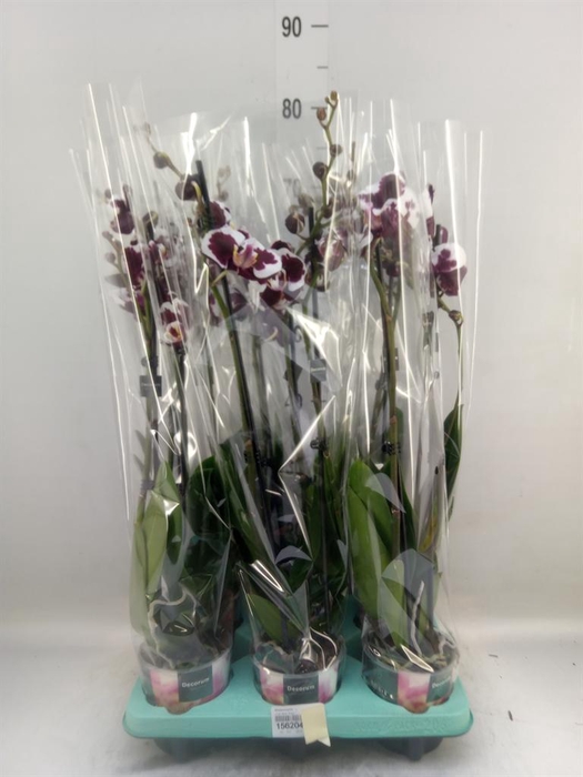 <h4>Phalaenopsis   ...</h4>