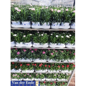 DIANTHUS MIXTROLLEY P12