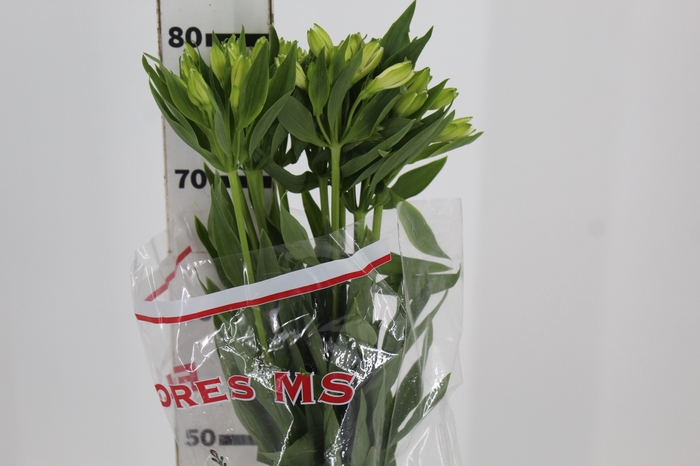 <h4>ALSTROEMERIA MISTRAL 080 CM</h4>