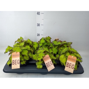 Begonia BD 'MagicColours Jive'