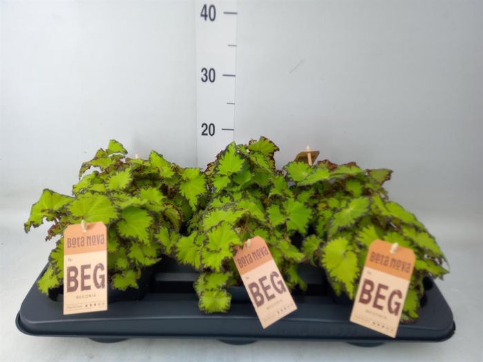 <h4>Begonia BD 'MagicColours Jive'</h4>