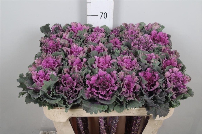 <h4>Brass Empire Tekla</h4>