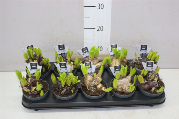<h4>Hyacinthus Multiflora Gemengd</h4>