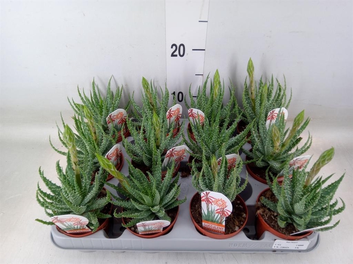 <h4>Aloe humilis</h4>