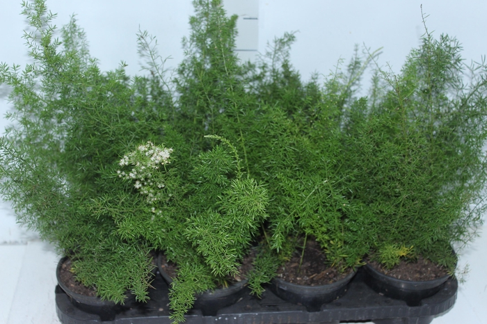 <h4>ASPARGO REAL P15</h4>