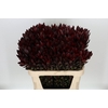 Leucadendron Saf Sunset Dark R.