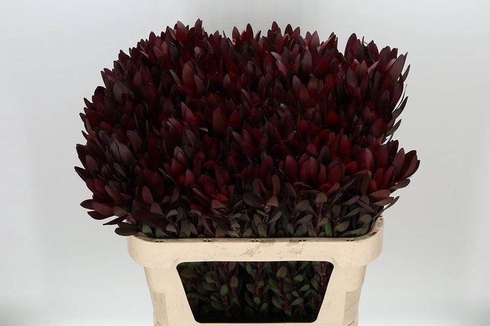 <h4>Leucad Saf Sunset Dark R.</h4>