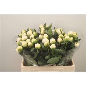 Paeo L Bridal Shower