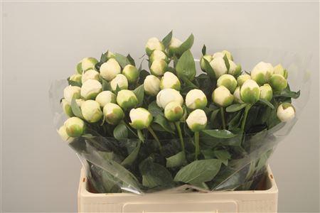 <h4>Paeo L Bridal Shower</h4>