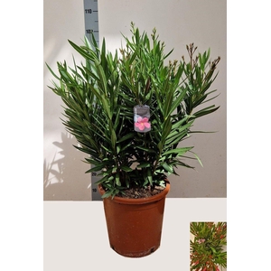 NERI OLEANDER