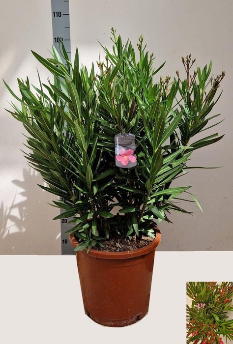 <h4>NERI OLEANDER</h4>