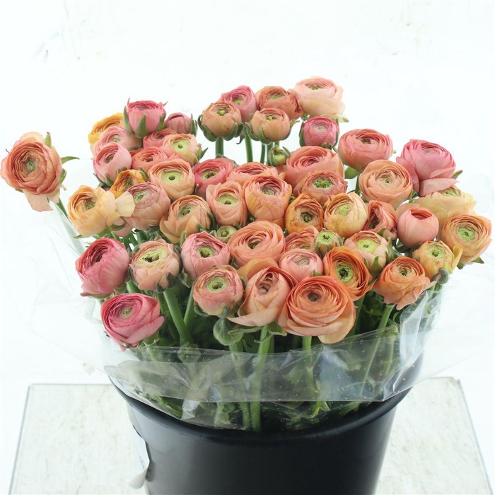 <h4>Ran El Sr Apricot Super</h4>