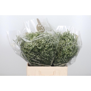 Lim Sin Clear Diamon