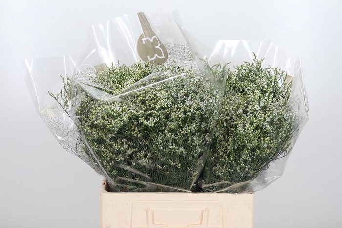 <h4>Lim Sin Clear Diamon</h4>