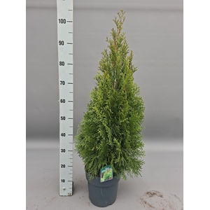 THUJA O SMARAGD