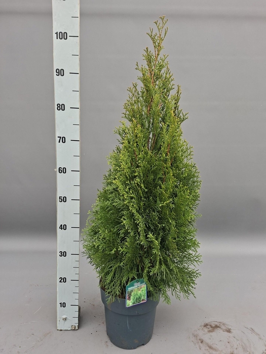 <h4>THUJA O SMARAGD</h4>