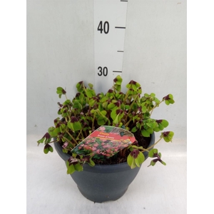 Oxalis tetraphylla 'Iron Cross'
