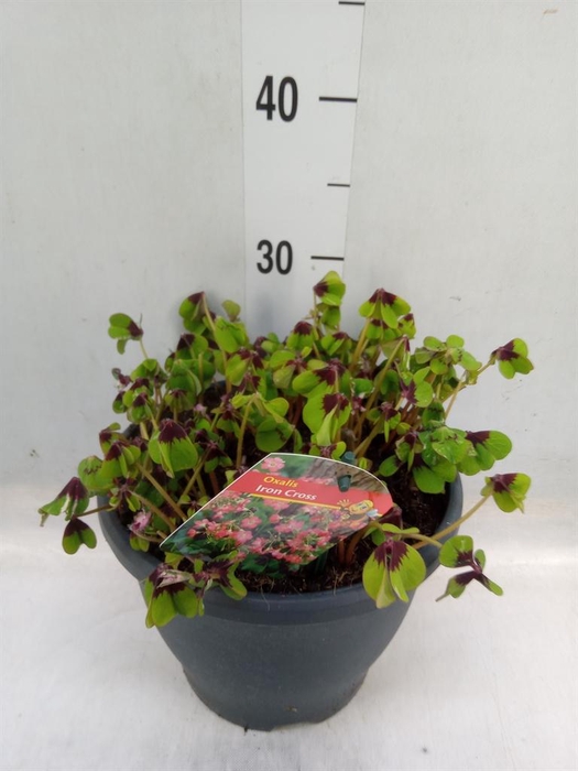 <h4>Oxalis tetraphylla 'Iron Cross'</h4>