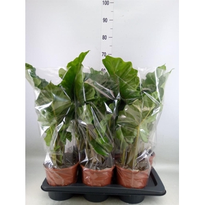 Alocasia  'Low Rider'