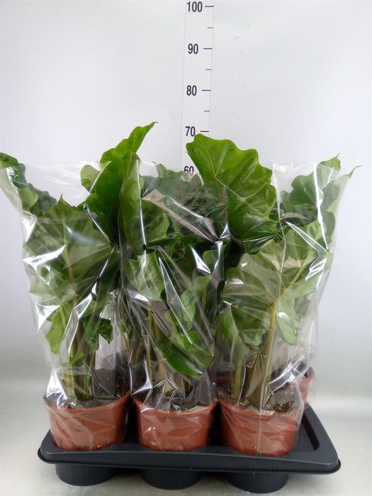 <h4>Alocasia  'Low Rider'</h4>