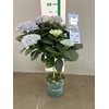 HYDRANGEA MAGICAL STAM BLUE