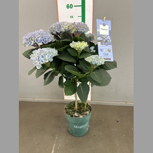 HYDRANGEA MAGICAL STAM BLUE