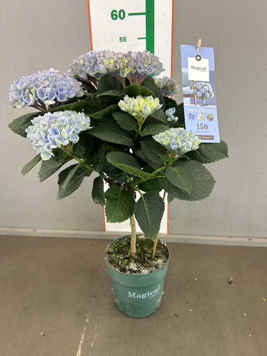 <h4>HYDRANGEA MAGICAL STAM BLUE</h4>