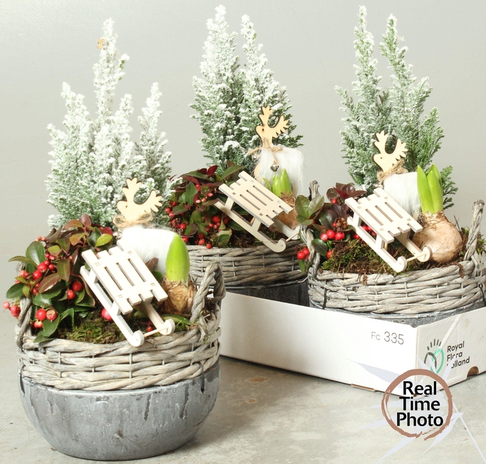 <h4>ARR TUINPLANTEN</h4>