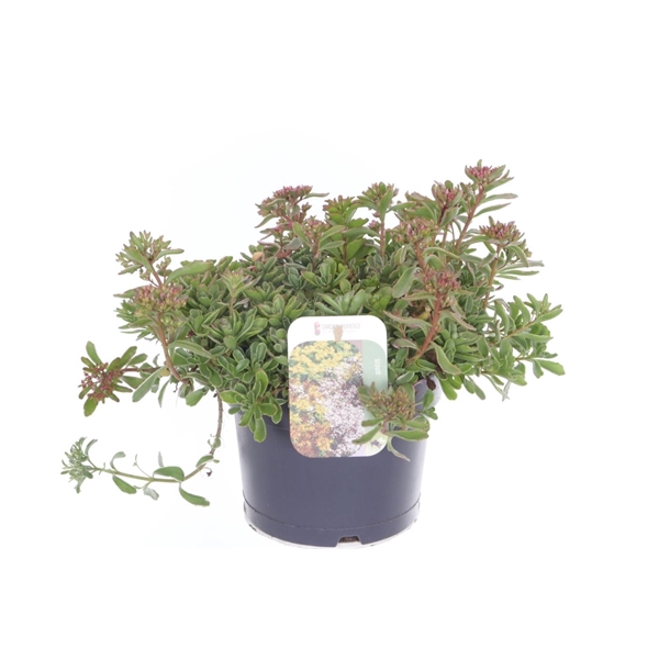 <h4>Sedum spurium Tricolor</h4>