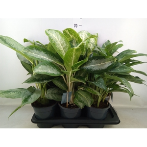 Aglaonema   ...mix
