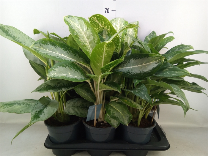 <h4>Aglaonema   ...mix</h4>
