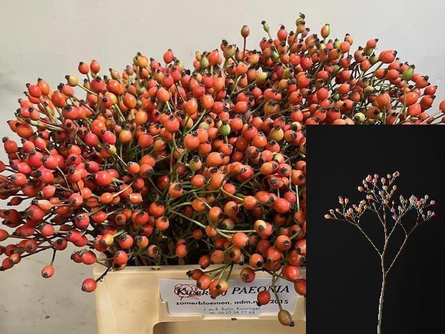 <h4>ROSA MAG MIRACLE</h4>