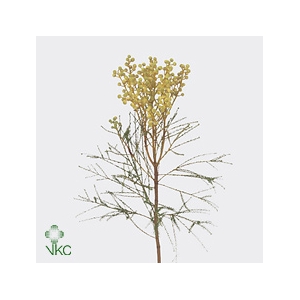 Kaaps Lanuginosa Young