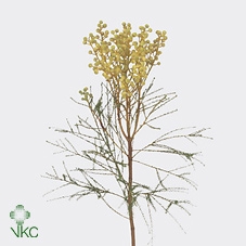 <h4>Kaaps Lanuginosa Peanut</h4>