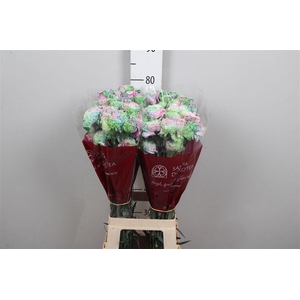 Di St Rainbow Special