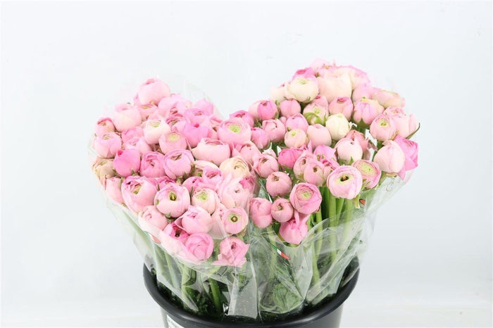 <h4>Ran Elegance Pink</h4>