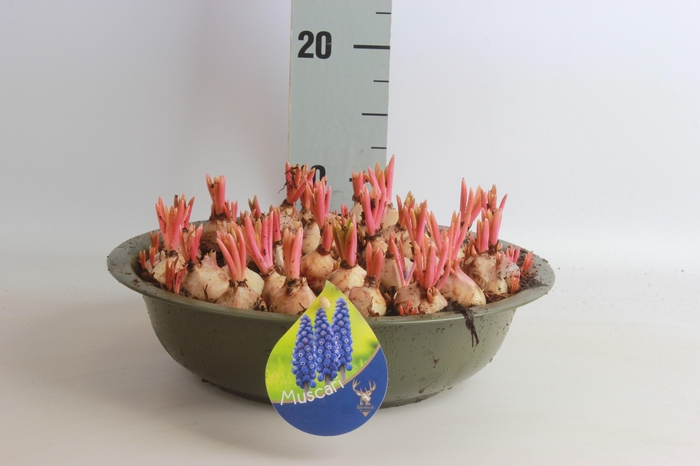 <h4>ARR MUSCARI</h4>