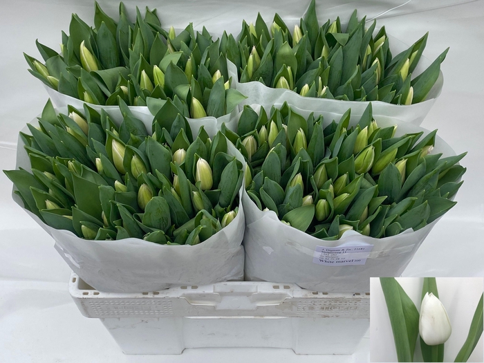 <h4>TU EN WHITE MARVEL</h4>