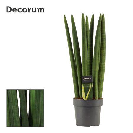 <h4>Sansevieria Cylindrica 14 Cm Braid</h4>