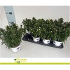 Aster Showm Gem