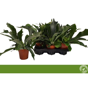 Platycerium Bifurcatum 12Ø 50cm