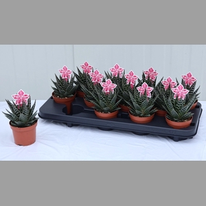 ALOE TIKI TAHI