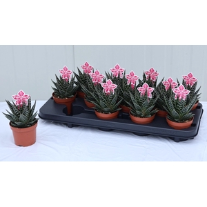 ALOE TIKI TAHI