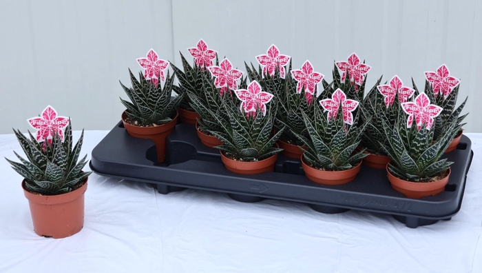 ALOE TIKI TAHI