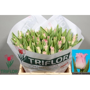 TU CO CROWN  DYNASTY