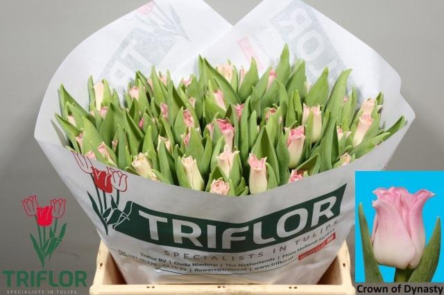 <h4>TU CO CROWN  DYNASTY</h4>