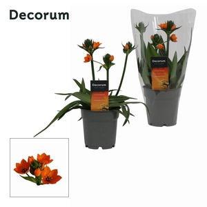 Ornithogalum Dubium 3pp oranje (Decorum)