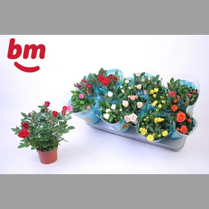 RO B MONDE GEM 7 SRT